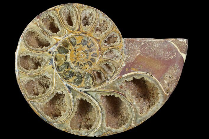 Sliced, Agatized Ammonite Fossil (Half) - Jurassic #100540